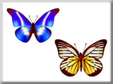 Butterfly Beauties