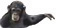 PooPooChimp!