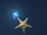 Night Starfish