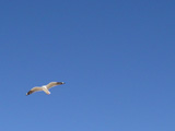 Seagull Soring