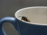 Wasp In The Cup