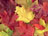 Autumn Colours.