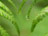 Fern Up-Close 2