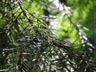 Fern
