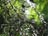 Fern