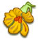 Floating on Nasturtiums