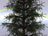 Pine
