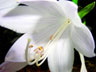 Spider In The Flower