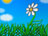 Summer Daisy