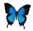 Flutter