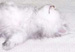 Kitties!