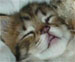 Kitty Hug!