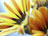Painted Daisy 5