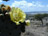 The Yellow Rose of Texas