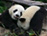 Pandas