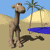 Camel Connection!