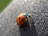Ladybird 01