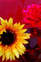 Caresse de Couleurs