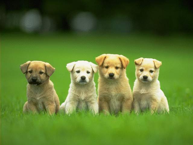 Doggie Drool!