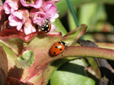 2 Ladybirds