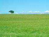 Green Meadows Tamworth NSW