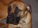 Guard Dog