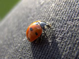 Ladybird 01