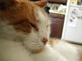 Old Man Kitty