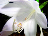 Spider In The Flower