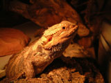 Spike 3