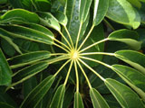 Wet Leaves