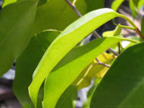 Ficus