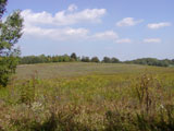 Field