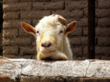 Here's Looking At You, Kid