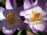 Ladybird On A Flower