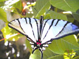 Mariposa