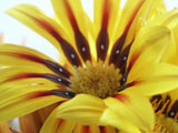 Painted Daisy 4