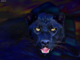 Panther