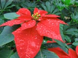 Pointsettia