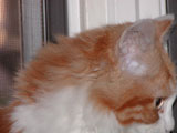 Puff Head