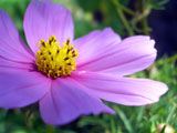Purple Daisy