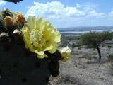 The Yellow Rose of Texas