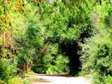 Ruta Virreynal