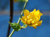Springbuds
