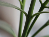 Stem